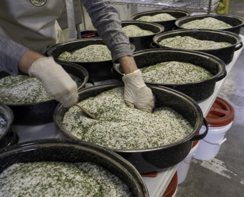 Cass mixing a batch of salt